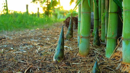 9 Must Know Gardening Tips Before Growing Your Own Bamboo