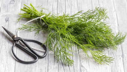 10 Reasons You Should Be Growing Dill By Your Front Door