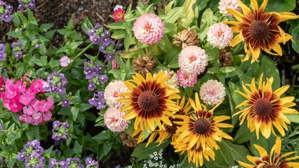 Companion Plants That Love Zinnias