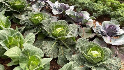 Companion Plants You Must Grow With Your Cabbage