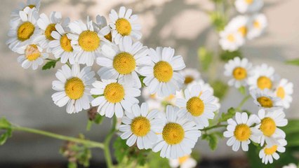 9 Reasons Why You Should Grow Chamomile By Your Front Door