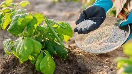 8 Signs You’re Using The Wrong Fertilizer For Your Vegetables
