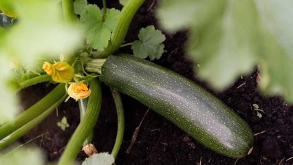 7 Last-Minute Ways On How To Get One Last Huge Zucchini Harvest Before Fall