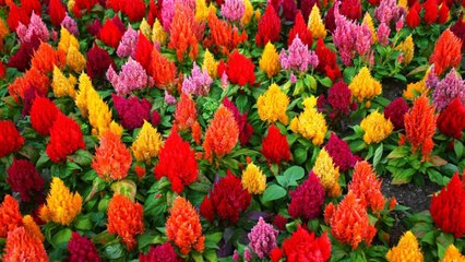 10 Red Flowers For A Dazzling Fall Garden