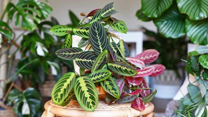 10 Sensitive House Plants You Should Pay Careful Attention To
