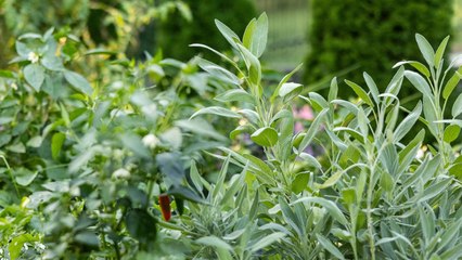 11 Mistakes Gardeners Make While Growing Sage And How To Avoid Them