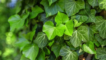 10 Must-Know Gardening Tips For Growing English Ivy