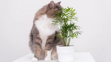 Cat Owners Beware! These 10 Plants Are Toxic To Cats