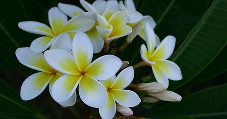 Flowers That Are Perfect For A Fragrant Walkway