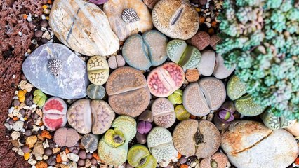 9 Strange, Rare Houseplants You Probably Never Knew Existed