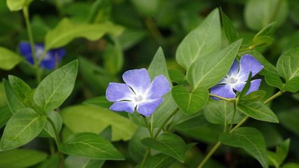 10 Tips For Growing A Beautiful And Big Periwinkle Garden