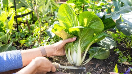 10 Gardening Tips For Growing Perfect Bok Choy