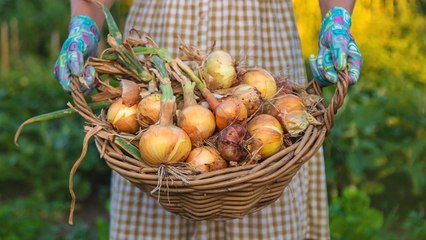 The 10 Best Crops for a High-Yield Survival Garden