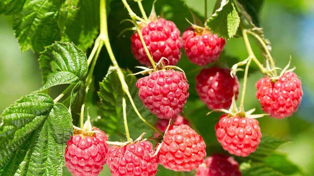 9 Gardening Tips For Growing A Big Raspberry Garden