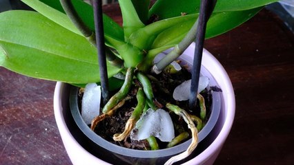 10 Weird Houseplant Myths That Are Harder To Kill Than Your Plants