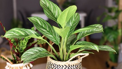 These 10 Houseplants Thrive On Neglect