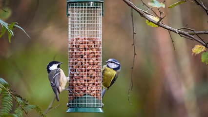 How To Attract Wild Birds To Your Yard (And Keep Them There)