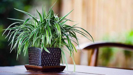 5 Houseplant “Rules” You Should Be Ignoring