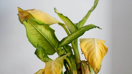 Signs You’re Watering Your Indoor Plants Way Too Much