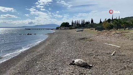 Çanakkale’de üzücü görüntü! Telef olmuş halde sahile vurdu