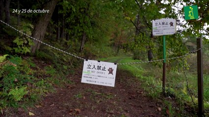 Gobernador japonés pide ayuda militar ante ataques de osos