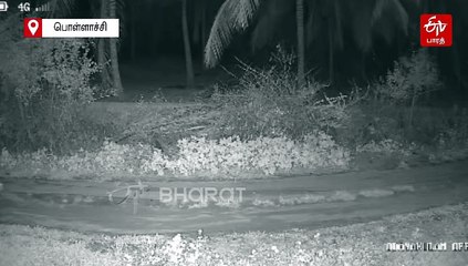 கேசுவலாக நடந்து சென்ற சிறுத்தை... பீதியில் உறைந்த மக்கள்!