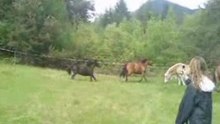 galop aux jass 08 (nat van)