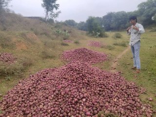 भाव कम, लागत भी नहीं निकल रही... सूखी नदी में फेंकी चार ट्रॉली प्याज