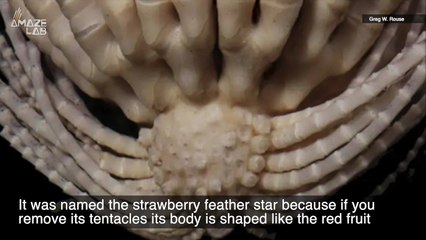 This Creature at the Bottom of the Ocean Looks Like Something Straight Out of a Horror Film