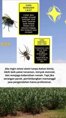 cara mengusir lalat dan laba-laba #quotes