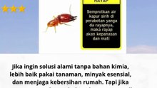 cara mengusir nyamuk dan rayap yang efektif