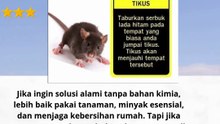 cara mengusir tikus dan kelabang  #quotes