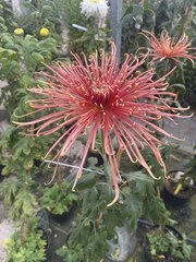 Lieu unique ne France : le conservatoire nation du chrysanthème, à Saint-Jean-de-Braye