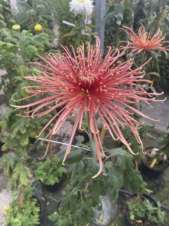 Lieu unique ne France : le conservatoire nation du chrysanthème, à Saint-Jean-de-Braye