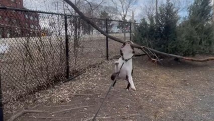 Adorable pup swings on tree branch like it was born to be in the wild