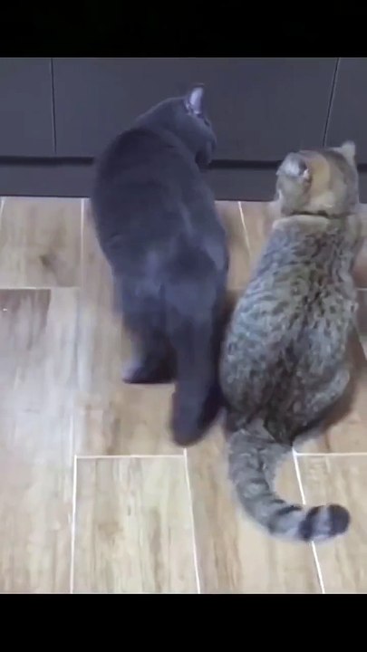Funny animals 2