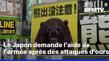 Au Japon, l'armée est appelée à intervenir après une hausse des attaques d'ours