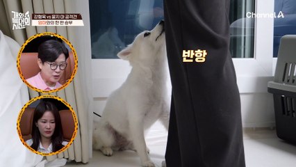 강형욱의 훈련 철학을 기초로 한 엄마 보호자 주도의 훈육 도전! 그 결과는?