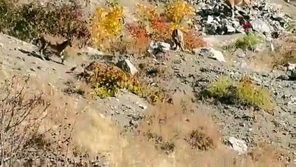 Dağ keçileri sürü halinde böyle görüntülendi