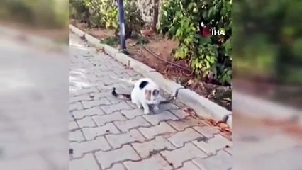 Kedinin fareyle oyunu görenleri gülümsetti