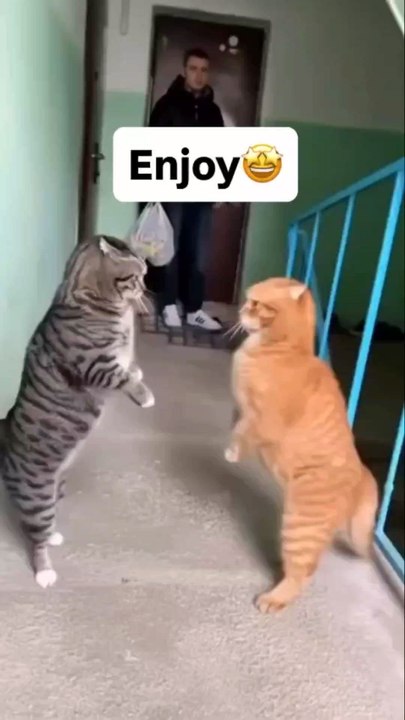 cat fighter