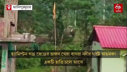 ছটপুজোয় ঘাটে হাতির হানা, বন দফতরের তৎপরতায় ফিরল জঙ্গলে