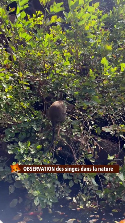 OBSERVATION des singes dans la nature
