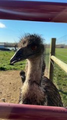 Australian emu bird