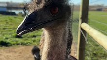 Australian emu bird