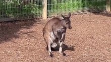 Australian kangaroo