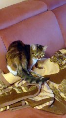 She’s Preparing the Perfect Spot for the Perfect Night 😴💤 #cat #cats #funnycats #funnyanimals #viralcats #viralanimals #cutecats #cuteanimals #funnyvideo #trending #dailymotioncats #fyp #goodnight