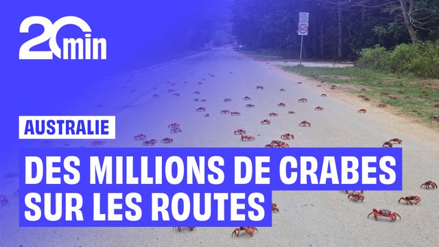 Des millions de CRABES en migration envahissent les rues d’une île australienne