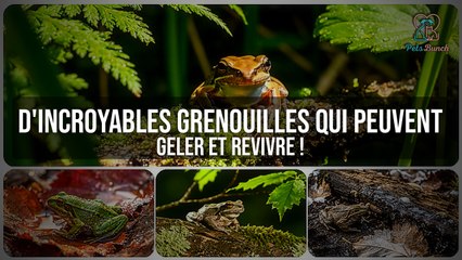 Ces grenouilles GÈLENT complètement et REVIVENT ! 🐸❄️