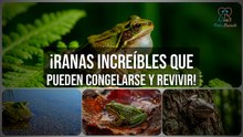 ¡Ranas que se CONGELAN y VUELVEN A LA VIDA! 🐸❄️